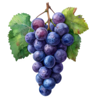 AI generated watercolor grape illustration isolated on transparent background ,generative ai png