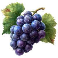 AI generated watercolor grape illustration isolated on transparent background ,generative ai png