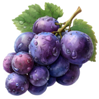 AI generated watercolor grape illustration isolated on transparent background ,generative ai png