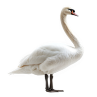 AI generated white swan isolated on transparent background ,swan side view ,generative ai png