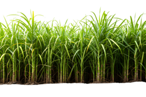 AI generated sugar cane plantation isolated on transparent background ,generative ai png