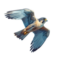 ai generado halcón pájaro volador aislado en transparente antecedentes ,volador águila png ,generativo ai