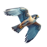 AI generated falcon bird flying isolated on transparent background ,flying eagle png ,generative ai