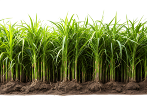 AI generated sugar cane plantation isolated on transparent background ,generative ai png