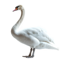 AI generated white swan isolated on transparent background ,swan side view ,generative ai png