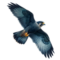 AI generated falcon bird flying isolated on transparent background ,flying eagle png ,generative ai