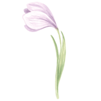 Watercolor violet crocus flower. Isolated hand drawn illustration spring blossom saffron. Floral botanical drawing template for card, print on packaging and tableware, textile and sticker, embroidery. png