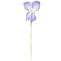 Watercolor flower of wild violet. Isolated hand drawn illustration spring blossom field pansy Viola. Botanical drawing template for card, print on packaging, tableware, textile and sticker, embroidery png