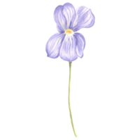 Watercolor flower of wild violet. Isolated hand drawn illustration spring blossom field pansy Viola. Botanical drawing template for card, print on packaging, tableware, textile and sticker, embroidery png