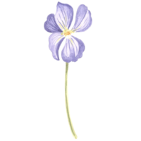 acquerello fiore di selvaggio Viola. isolato mano disegnato illustrazione primavera fiorire campo viola del pensiero viola. botanico disegno modello per carta, Stampa su confezione, stoviglie, tessile e etichetta, ricamo png