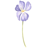 Watercolor flower of wild violet. Isolated hand drawn illustration spring blossom field pansy Viola. Botanical drawing template for card, print on packaging, tableware, textile and sticker, embroidery png