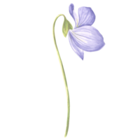 Watercolor flower of wild violet. Isolated hand drawn illustration spring blossom field pansy Viola. Botanical drawing template for card, print on packaging, tableware, textile and sticker, embroidery png