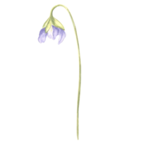Watercolor flower of wild violet. Isolated hand drawn illustration spring blossom field pansy Viola. Botanical drawing template for card, print on packaging, tableware, textile and sticker, embroidery png