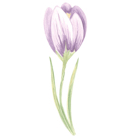 Watercolor violet crocus flower. Isolated hand drawn illustration spring blossom saffron. Floral botanical drawing template for card, print on packaging and tableware, textile and sticker, embroidery. png
