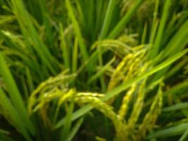 un borroso arrozal en el Mañana para antecedentes propósito foto