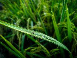 Rocío gotas en arrozal con difuminar antecedentes. de cerca de Rocío gotas. foto