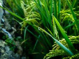 Dew Drops on paddy with Blur Background. Closeup Of Dew Drops. photo