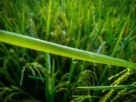 Dew Drops on paddy with Blur Background. Closeup Of Dew Drops. photo