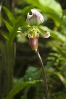 paphiopedilum callosum el desenfreno suelo orquídea foto