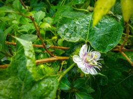 A beautiful white flowers of Rambusa, Passiflora foetida photo