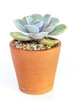 Succulent plant close-up Echeveria plant in the earthen pot photo