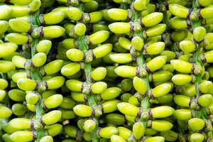 Hanging bouquet of Burmese fishtail palm photo