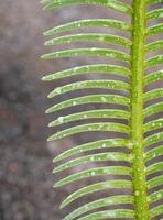 The pinnately compound leaves of Cycas siamensis plant with water droplet photo