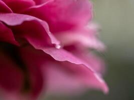 Delicate petals of Claude Brasseur rose as nature background photo