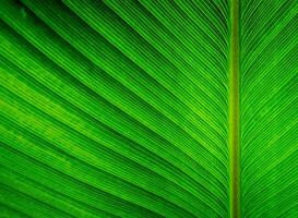 Texture on surface of Cigar plant leaf, green background photo