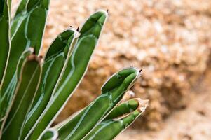 Succulent plant close-up, fresh leaves detail of Agave victoriae reginae photo