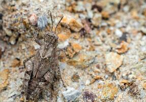 camouflage of gray grasshopper on gray ground photo