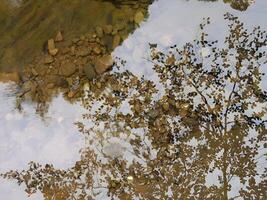 tree's reflection on water photo