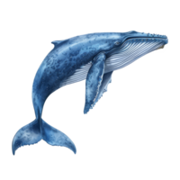 ai generado azul ballena aislado en transparente antecedentes png