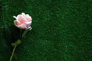 Pink rose on green grass background photo