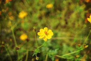 Selective focus of yellow flower blooming in the fields photo