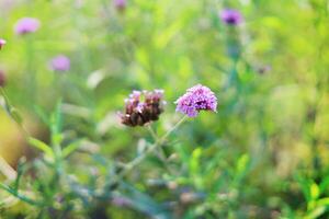 selectivo atención de púrpura verbena flor floreciente en el campos foto