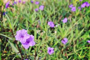 Selective focus of purple flower blooming in the fields photo