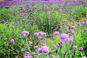 Selective focus of purple Verbena flower blooming in the fields photo