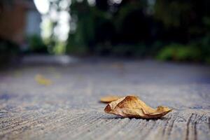 Dry leaf on the road amidst blurred building and green trees photo