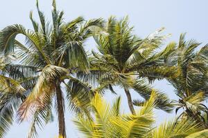 Coconut tree against blue and clear sky background photo