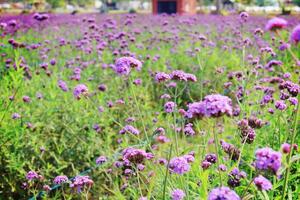 Purple flower blooming in the fields photo