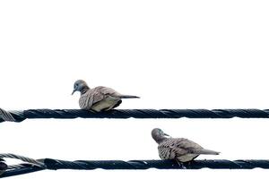 Couple of Zebra Dove, bird, perching on the wire photo