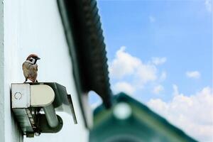 Eurasian tree sparrow, bird, perching on a fluorescent lamp photo