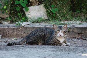 el gato acostado en el calle foto