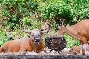 Banteng, a forest ox in the nature photo