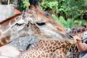Giraffe being fed photo