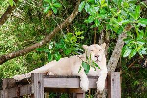 blanco león en el naturaleza foto