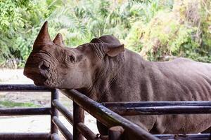 White Rhino for animal and wildlife concept photo