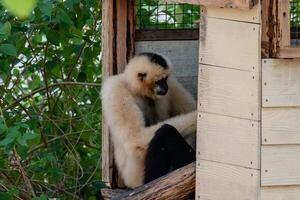 Pileated gibbon in the tree house photo