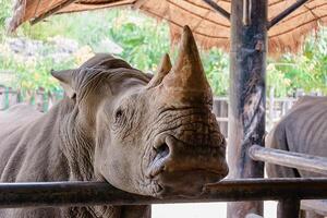 blanco rinoceronte para animal concepto foto